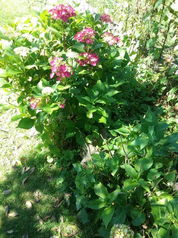 B&B Au Jardin Fleuri Marche-en-Famenne Kültér fotó