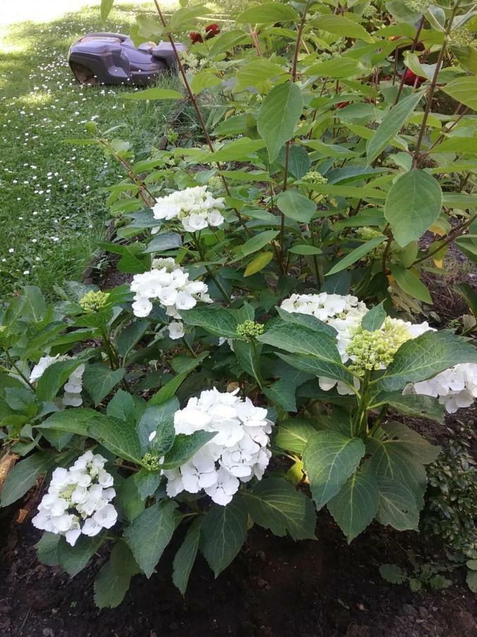 B&B Au Jardin Fleuri Marche-en-Famenne Kültér fotó